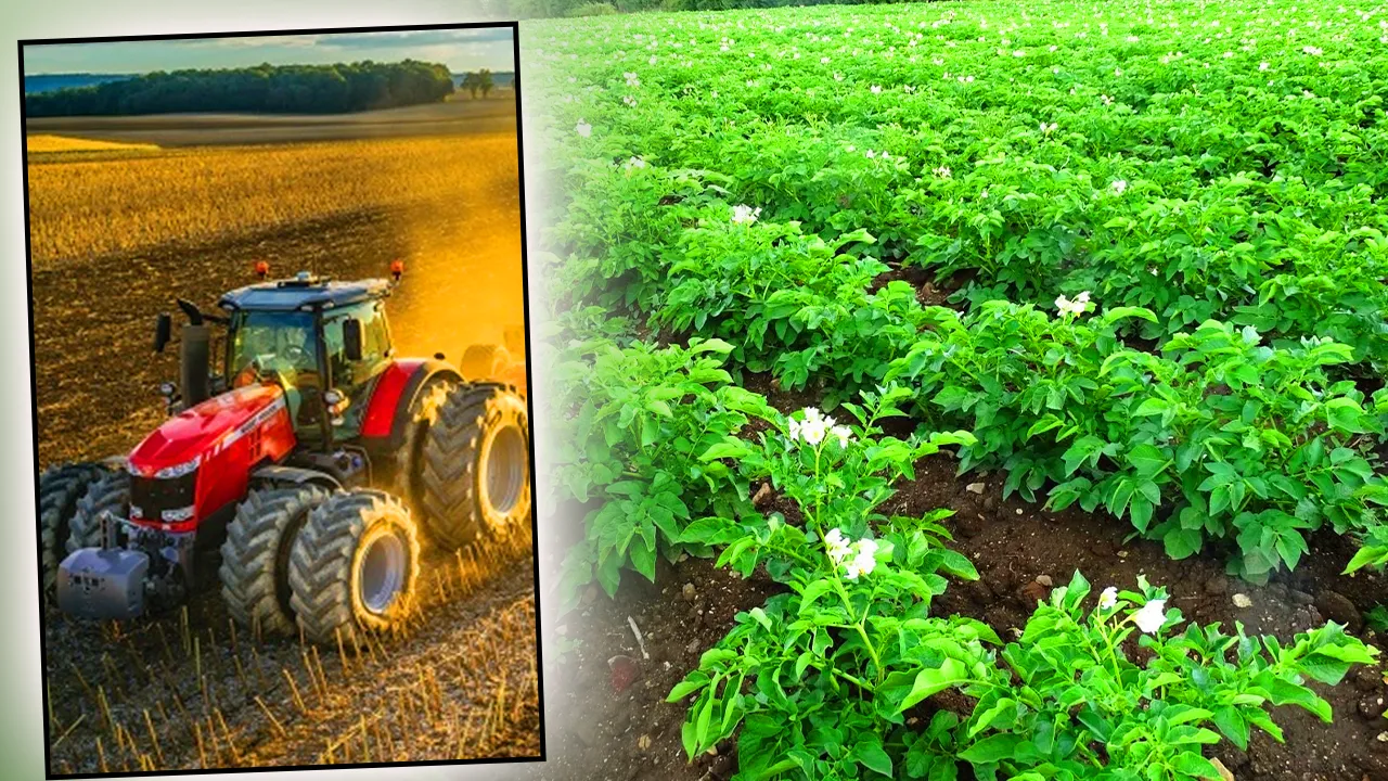 Patates eken çiftçiler için zorunlu! Başvuru yapmayana ceza var 