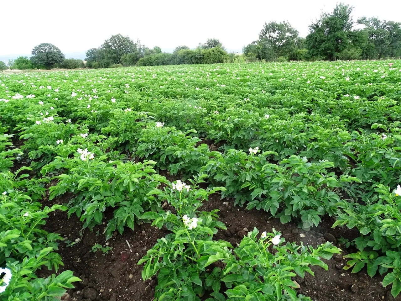 Patates eken çiftçiler için zorunlu! Başvuru yapmayana ceza var