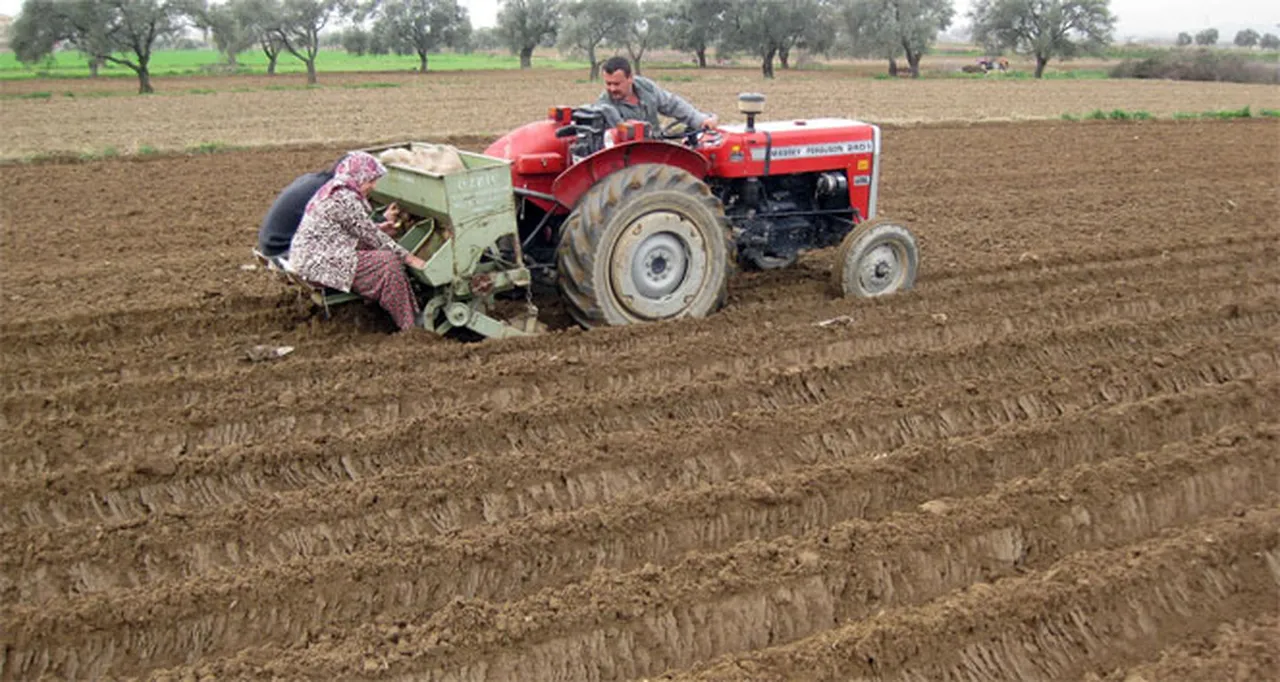 Patates eken çiftçiler için zorunlu! Başvuru yapmayana ceza var