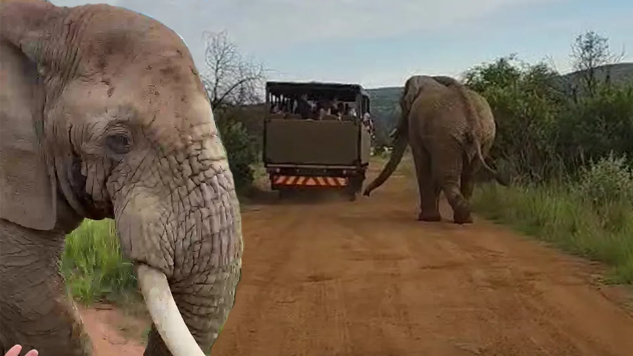 Turist kafilesini fil kovaladı! Yaptıkları hata pahalıya mal oluyordu
