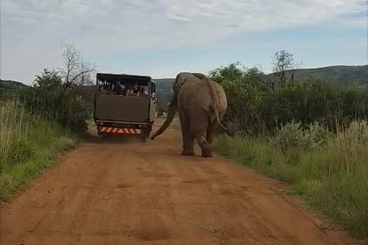 Turist kafilesini fil kovaladı! Yaptıkları hata pahalıya mal oluyordu