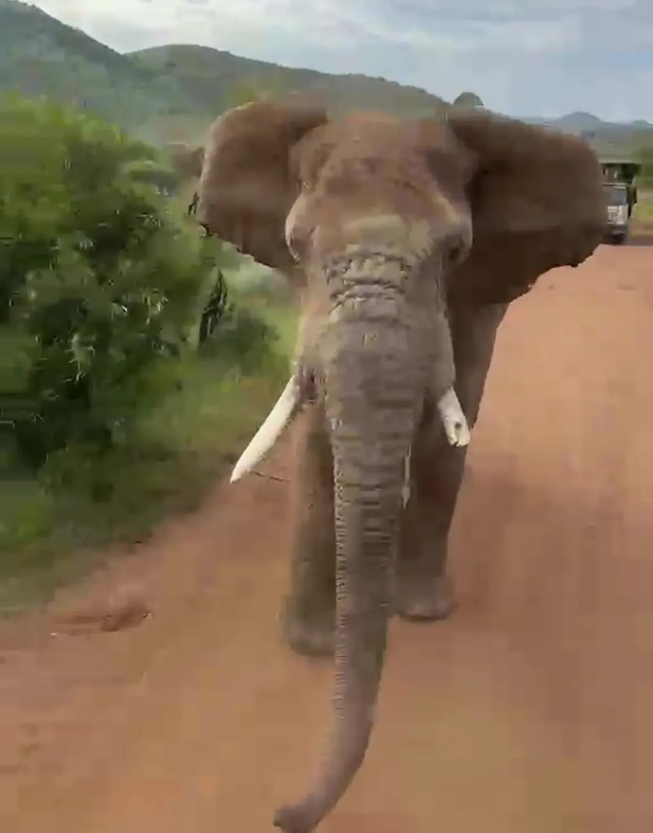 Turist kafilesini fil kovaladı! Yaptıkları hata pahalıya mal oluyordu