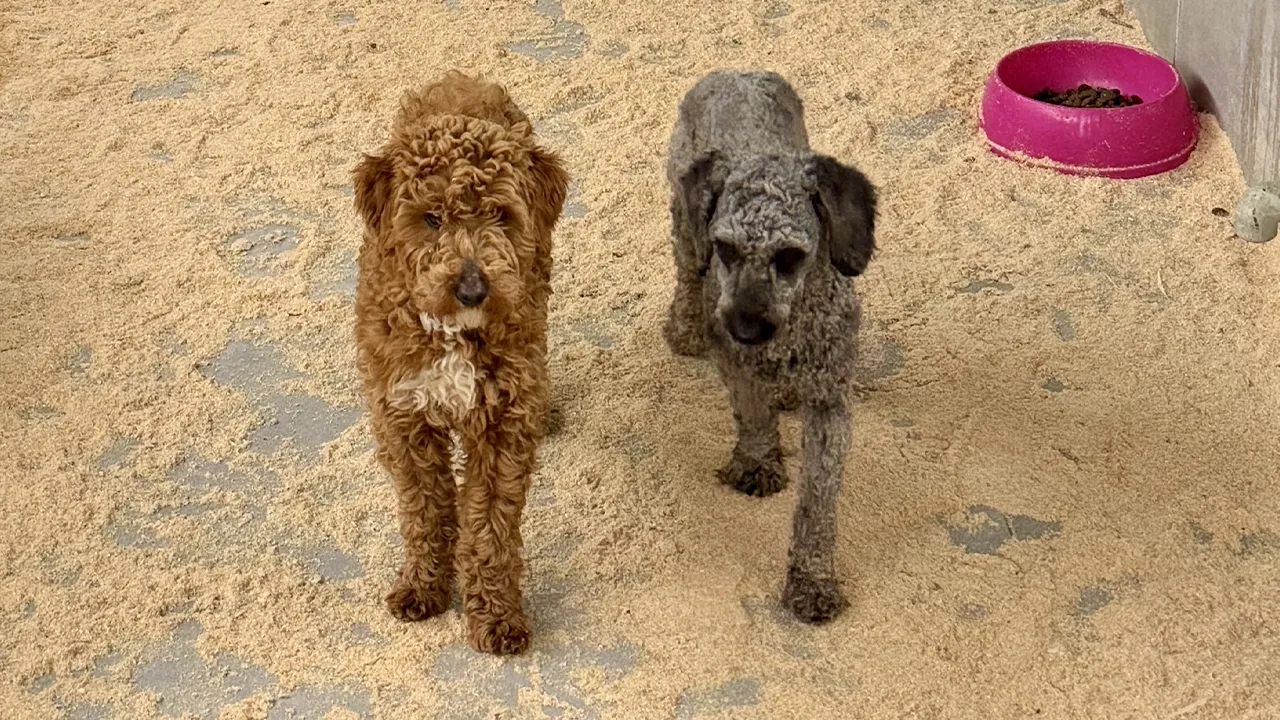 Yasa dışı köpek üretimi yapan şahsa rekor ceza!