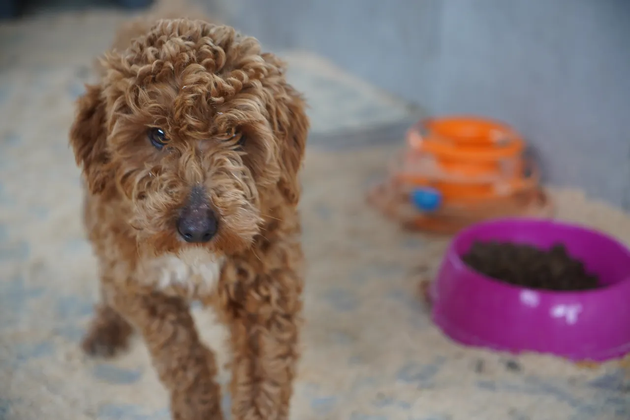 Yasa dışı köpek üretimi yapan şahsa rekor ceza!