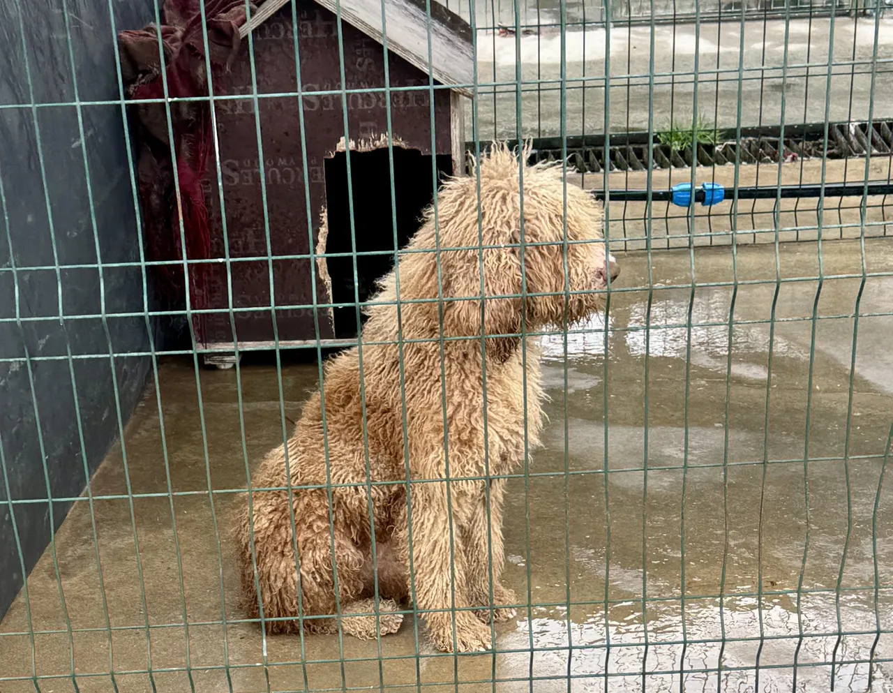 Yasa dışı köpek üretimi yapan şahsa rekor ceza!