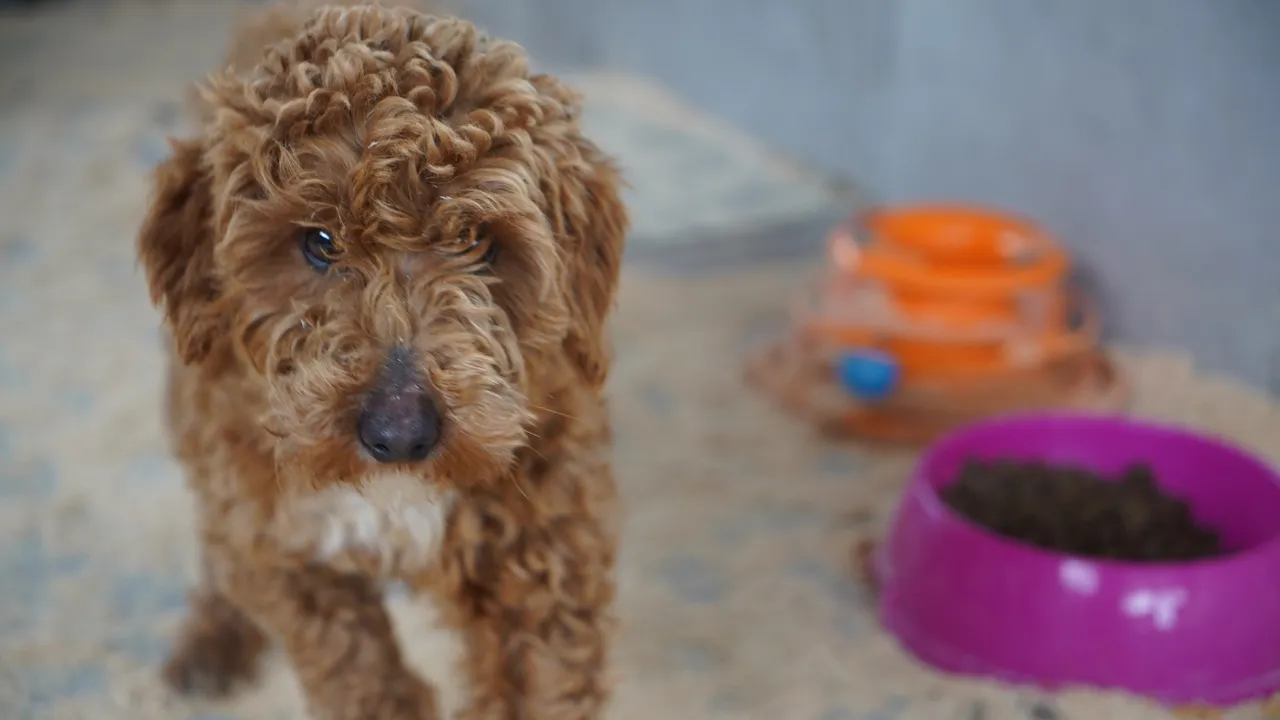 Edirne'de kaçak üretim çiftliğinden kurtarılan 88 cins köpek sahiplendirildi