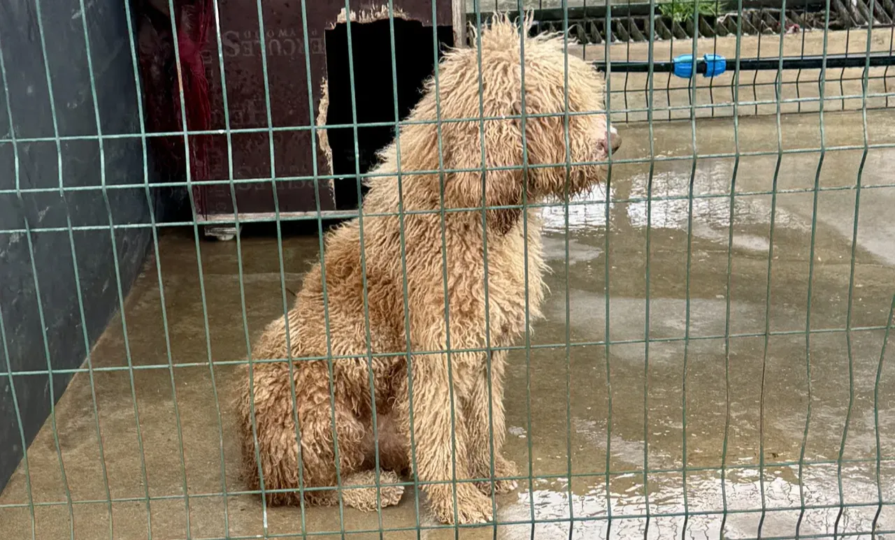 Edirnede kaçak üretim çiftliğinden kurtarılan 88 cins köpek sahiplendirildi