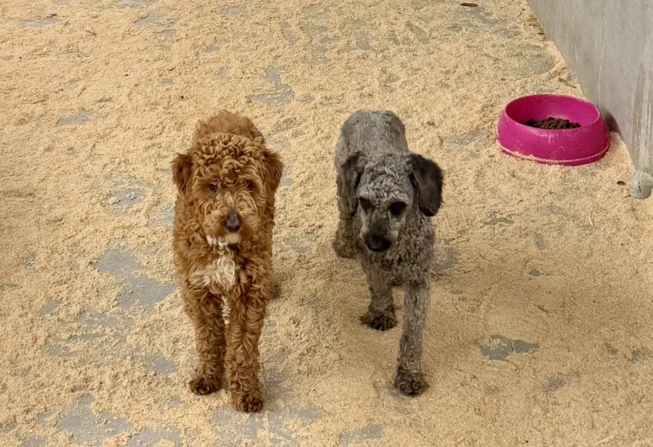 Edirnede kaçak üretim çiftliğinden kurtarılan 88 cins köpek sahiplendirildi