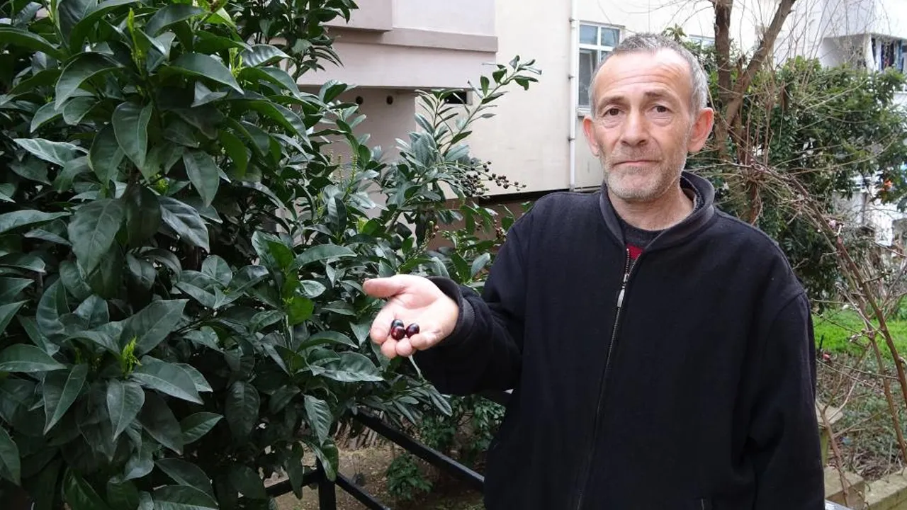 Mevsimine 3 ay kala meyve verdi! 