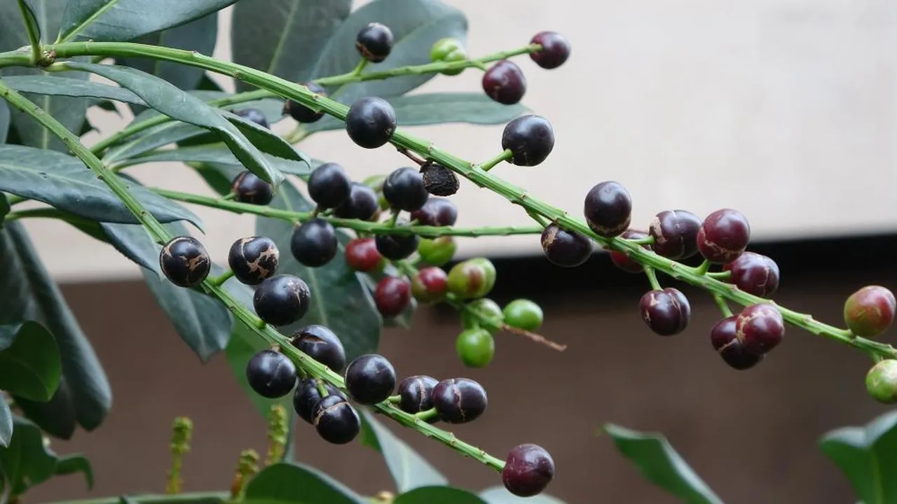 Mevsimine 3 ay kala meyve verdi! "İlk kez böylesi oluyor"