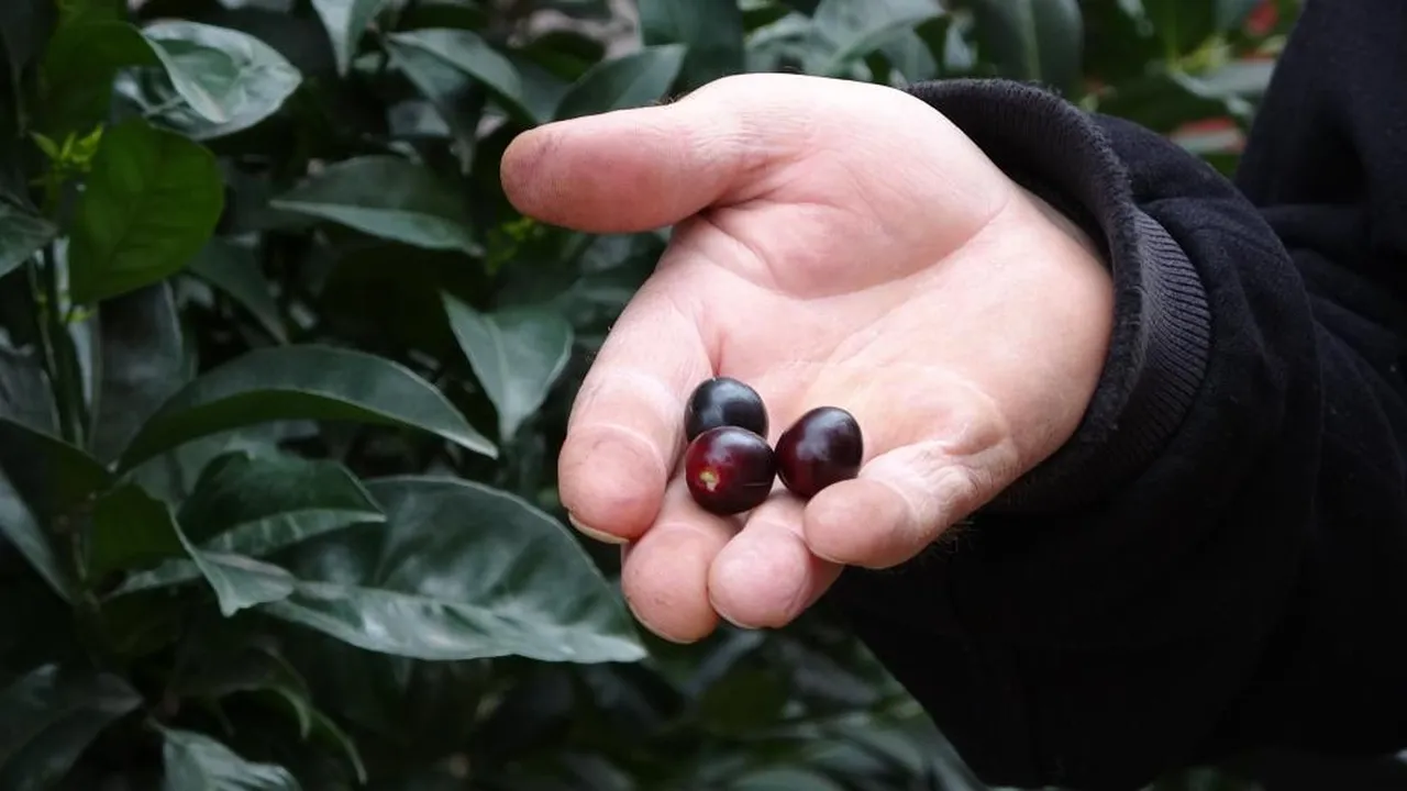 Mevsimine 3 ay kala meyve verdi! "İlk kez böylesi oluyor"