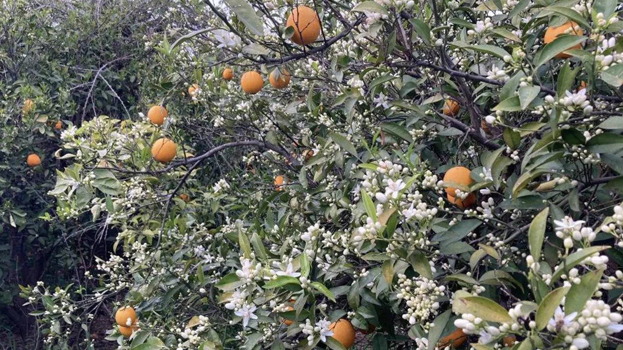 Meyveler dalda kaldı! Ağaçlar çiçek açınca buram buram koku yayıldı