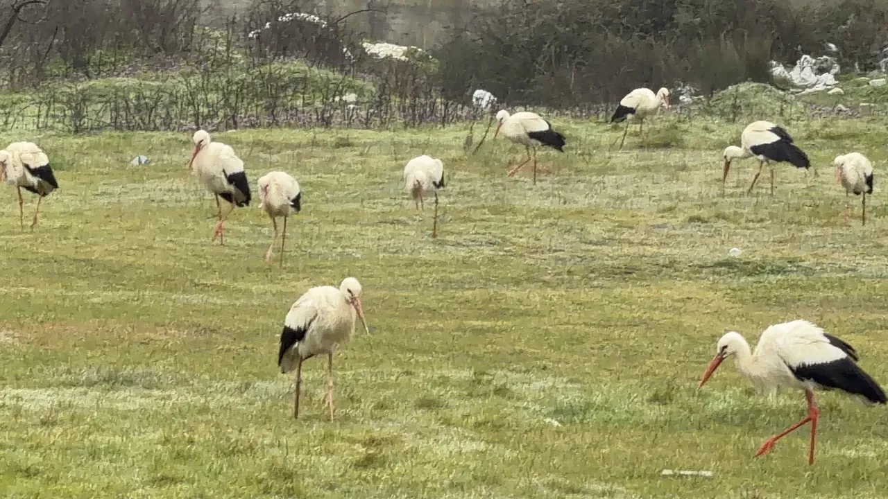 Ne işçi ne de beyin göçü! İstanbul’a her yıl 1 milyon tane geliyor
