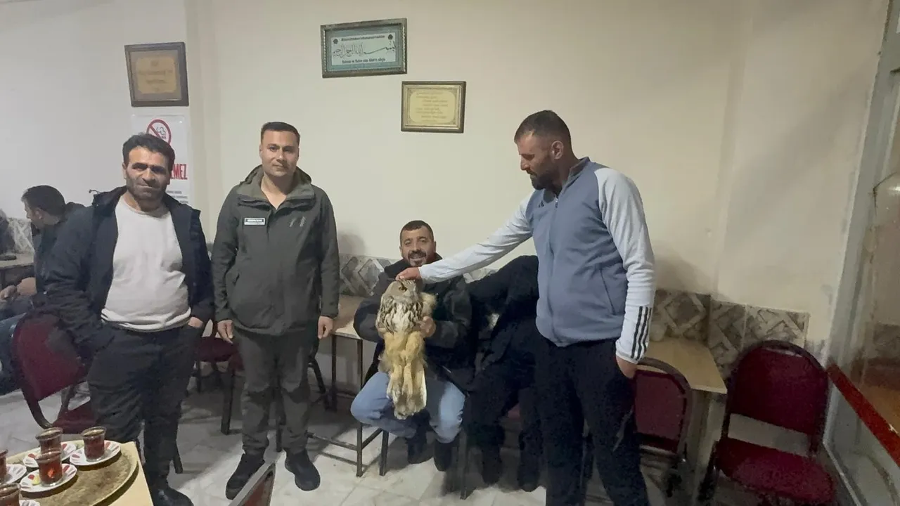 Avlanması yasak, görüntüsüyle dikkat çekti: Puhu için seferber oldular!