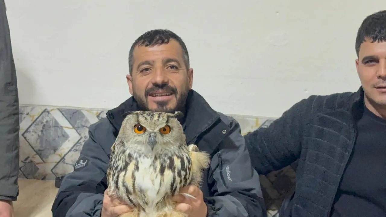 Avlanması yasak, görüntüsüyle dikkat çekti: Puhu için seferber oldular!