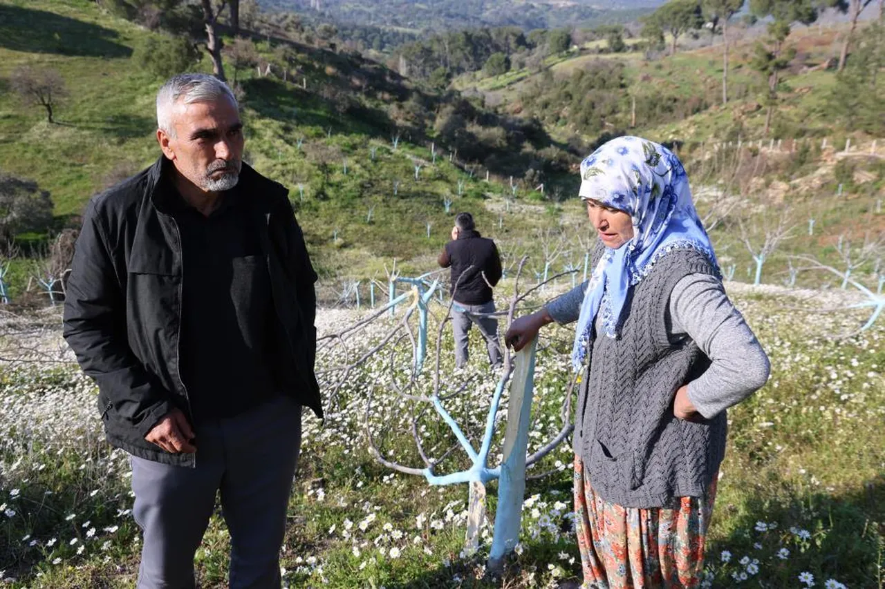 Yüzlerce ağacı katletti, köy halkının bütün emeği bir gecede bitti!