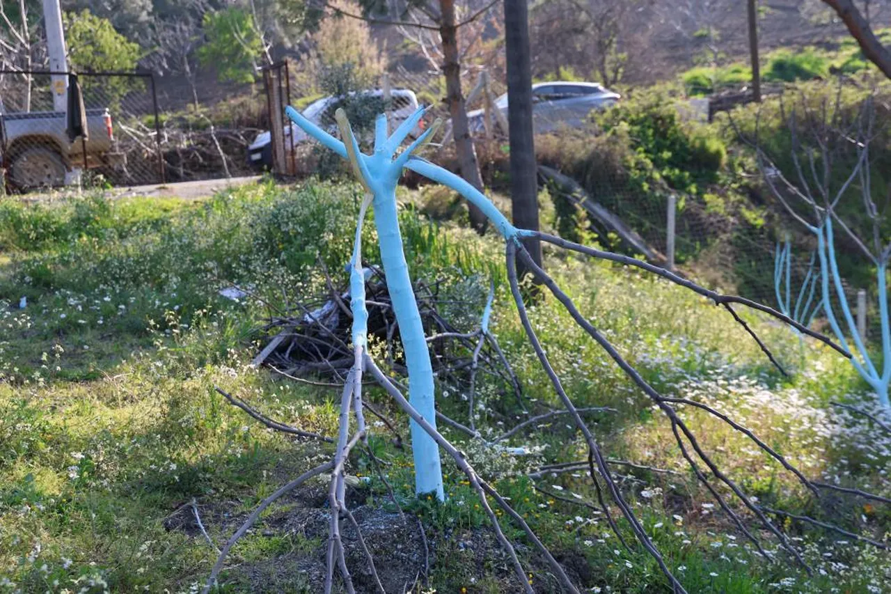 Yüzlerce ağacı katletti, köy halkının bütün emeği bir gecede bitti!
