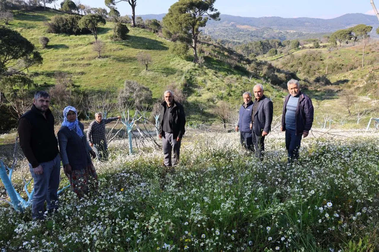 Yüzlerce ağacı katletti, köy halkının bütün emeği bir gecede bitti!