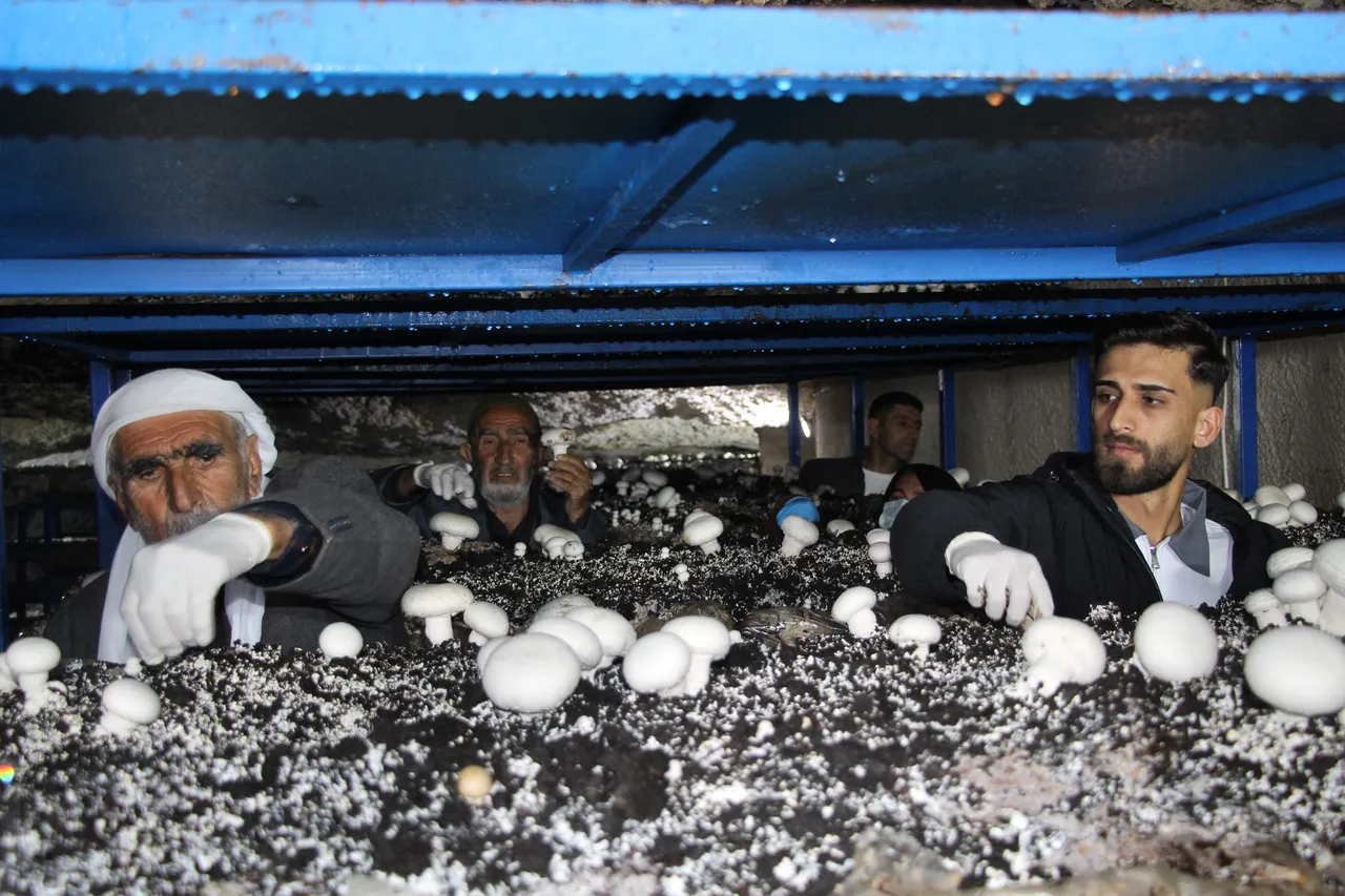 2 bin yıllık tarihi mağaraya tesis kurdu! Aylık 3 ton üretiyor