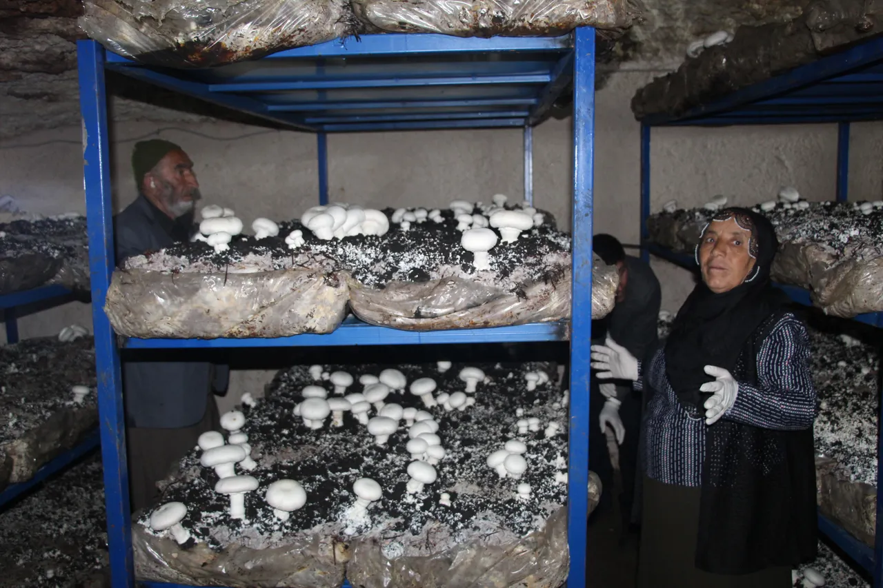 2 bin yıllık tarihi mağaraya tesis kurdu! Aylık 3 ton üretiyor