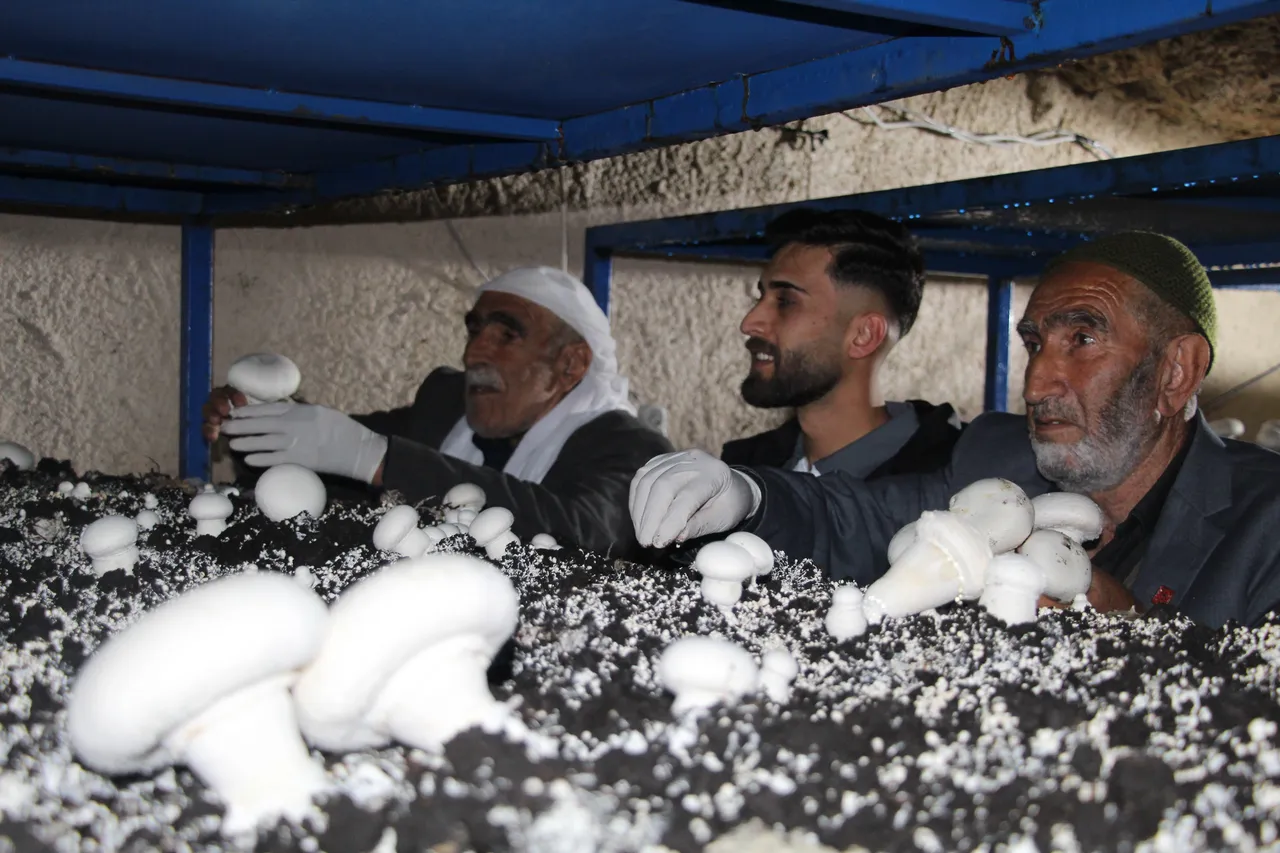 2 bin yıllık tarihi mağaraya tesis kurdu! Aylık 3 ton üretiyor