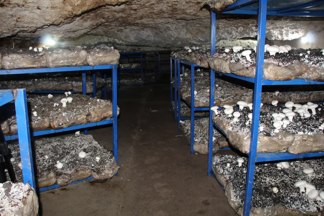 2 bin yıllık tarihi mağaraya tesis kurdu! Aylık 3 ton üretiyor