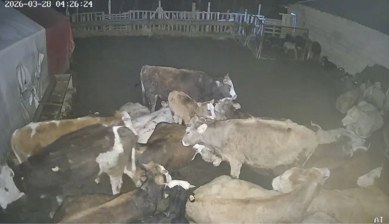 Ankara'da çiftliğe giren kurt sürüsü küçükbaş hayvanları telef etti