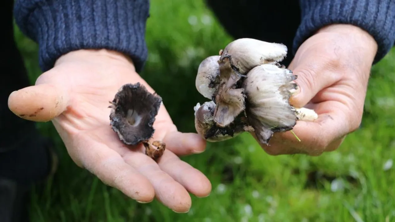 Bahar ayları geldi, uyarı yapıldı! Mantarda risk arttı