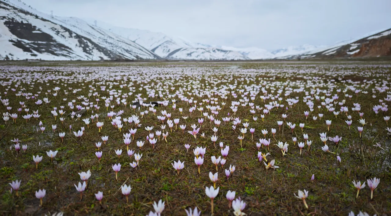 Karlar eridi, bahar geldi: Bitlis Güzeldere Vadisi'nde çiğdem manzarası