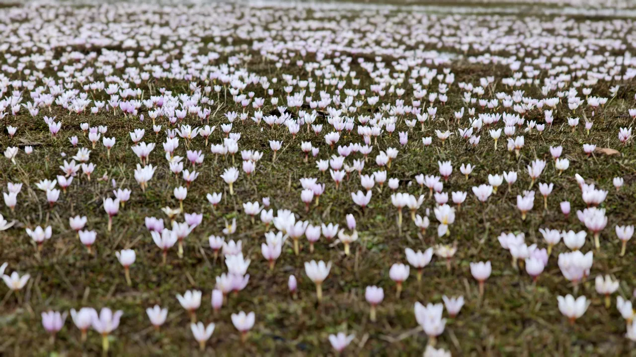 Karlar eridi, bahar geldi: Bitlis Güzeldere Vadisinde çiğdem manzarası
