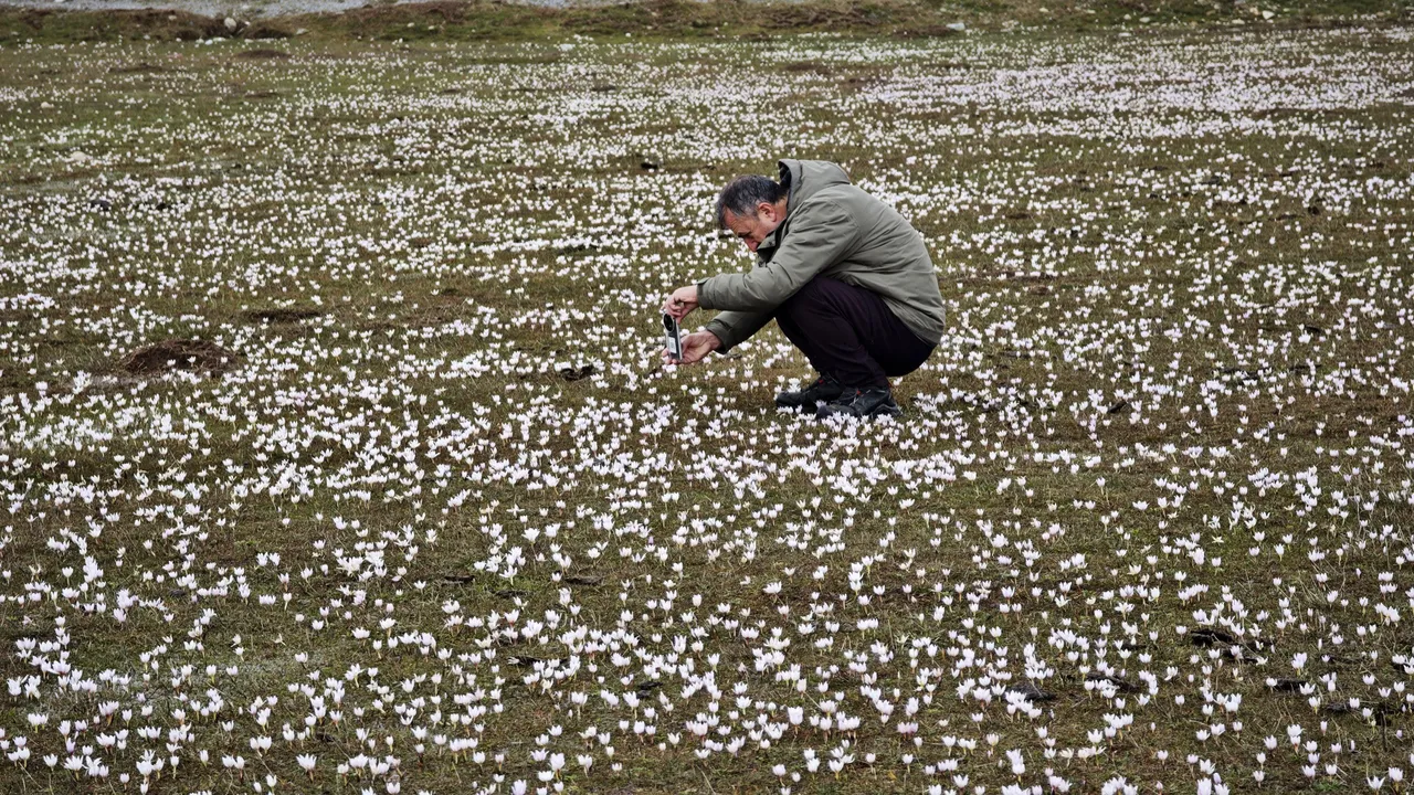 Karlar eridi, bahar geldi: Bitlis Güzeldere Vadisinde çiğdem manzarası