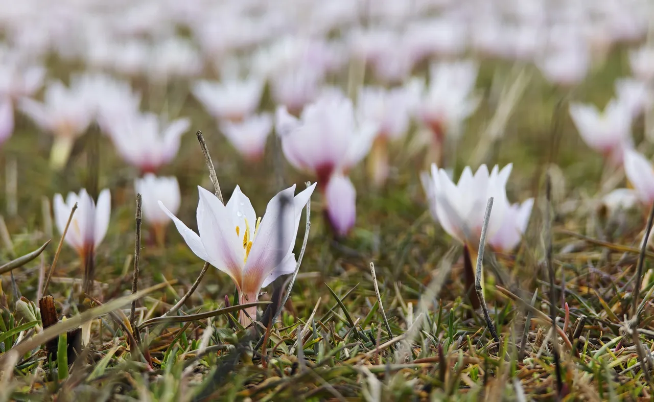 Karlar eridi, bahar geldi: Bitlis Güzeldere Vadisinde çiğdem manzarası