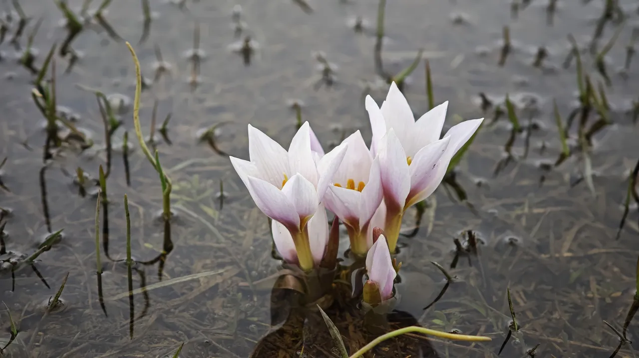 Karlar eridi, bahar geldi: Bitlis Güzeldere Vadisinde çiğdem manzarası