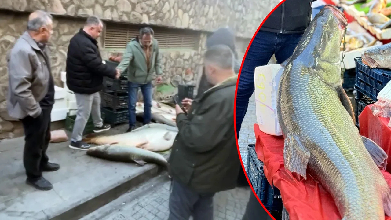 Kurban pazarlığı değil! 82 kiloluk balık için çekiştiler