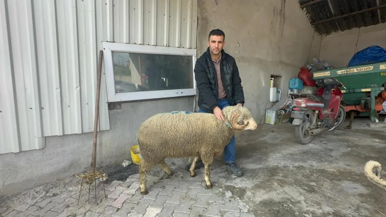 Milyonluk koça büyük ilgi... Doğmadan kazandırıyor, üstün kan özelliği var