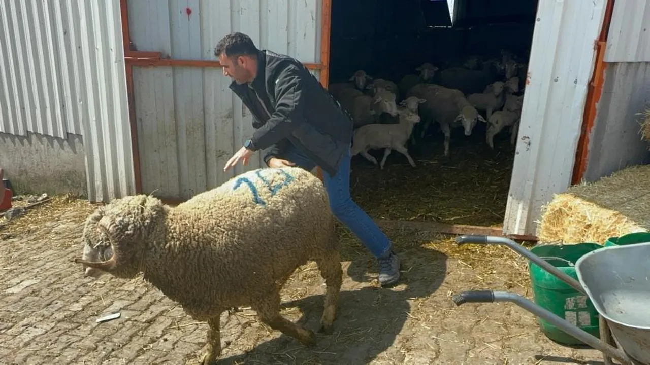 Milyonluk koça büyük ilgi... Doğmadan kazandırıyor, üstün kan özelliği var