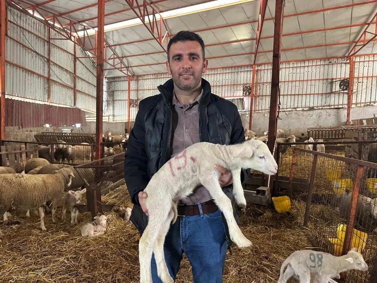 Milyonluk koça büyük ilgi... Doğmadan kazandırıyor, üstün kan özelliği var