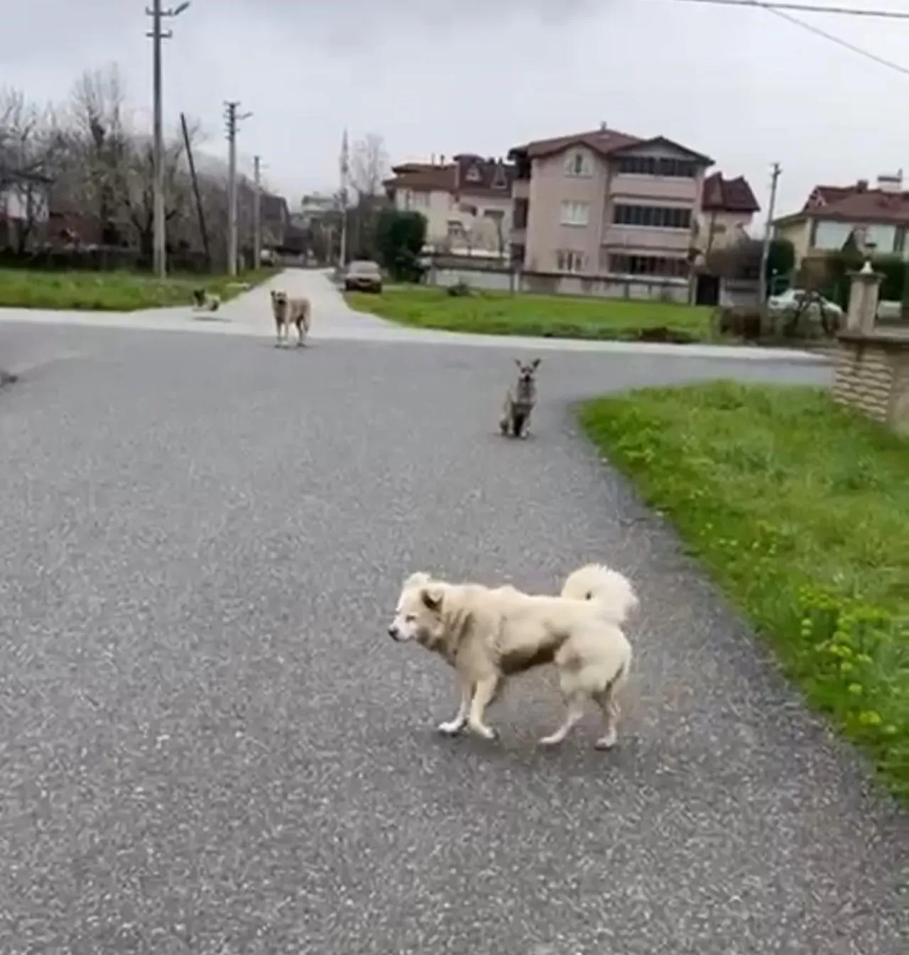Emine Topal'ın işe gitmek için yürümek zorunda olduğu yol