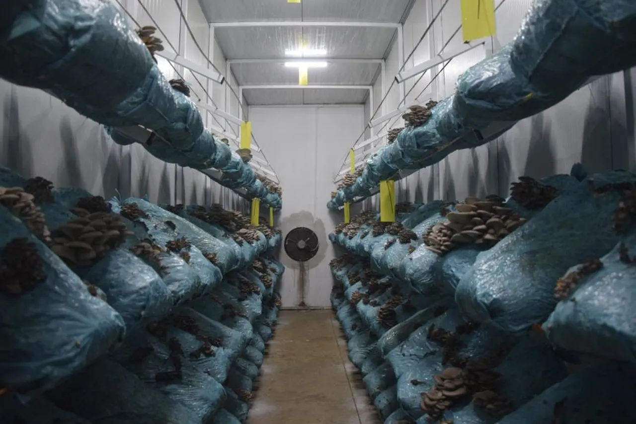 Avukatlığı bırakıp hobi olarak başladı, 26 yaşında mantar kralı oldu!