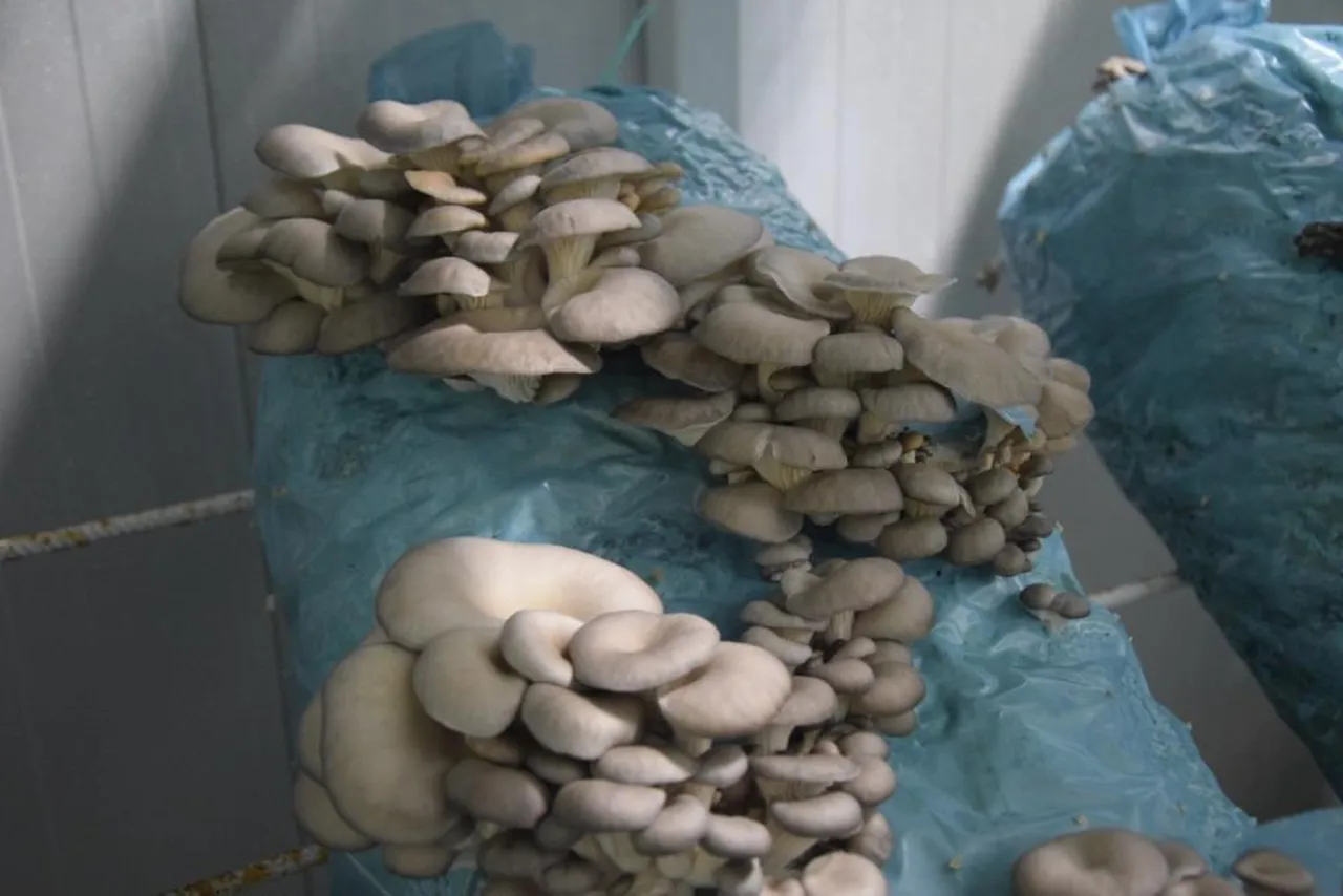 Avukatlığı bırakıp hobi olarak başladı, 26 yaşında mantar kralı oldu!