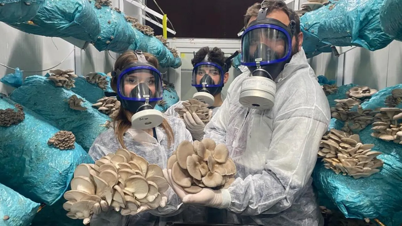 Hobi olarak başladı, 26 yaşında mantar kralı oldu!