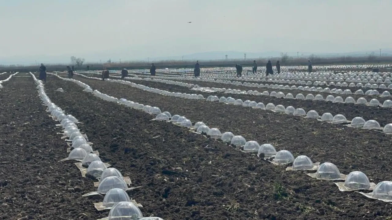 Maliyeti 8 katına çıktı! Bursalı çiftçiler turfanda karpuz ekimine başladı