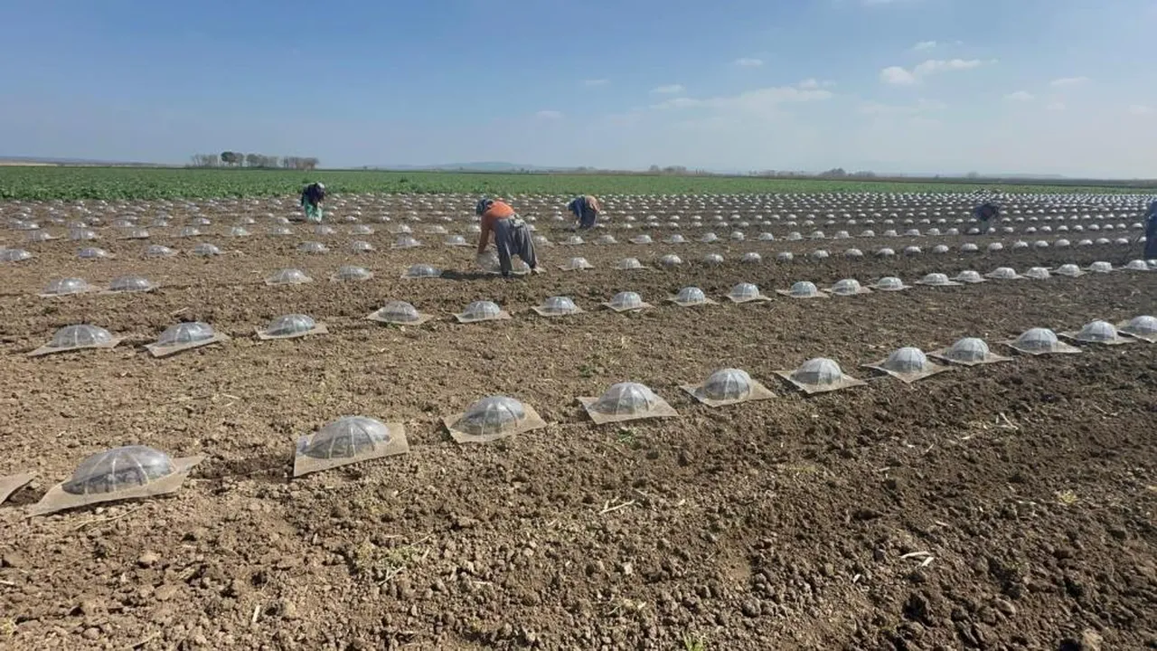 Maliyeti 8 katına çıktı! Bursalı çiftçiler turfanda karpuz ekimine başladı