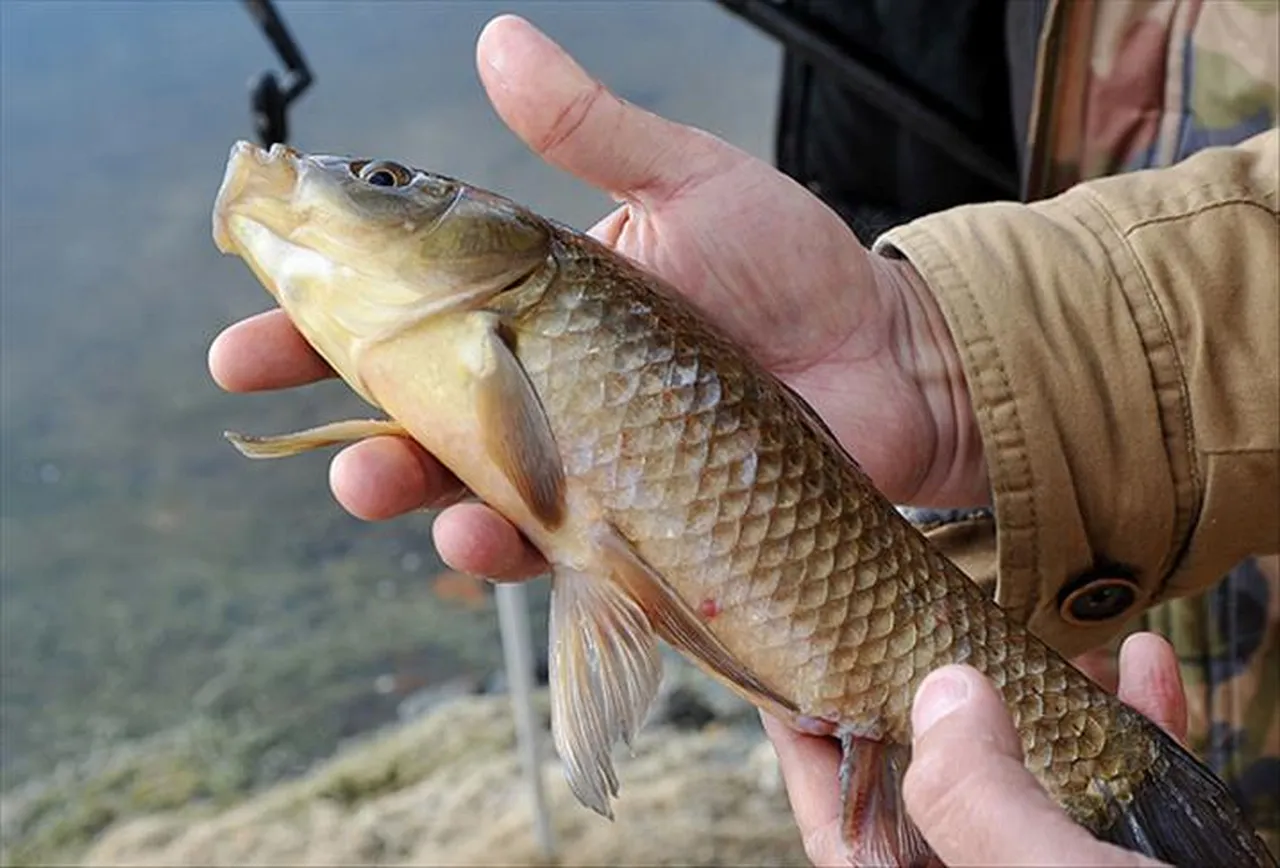 ‘Gölü yok edecek’ dediler, gelir kaynağı oldu: Suriye ve Irak’a ihraç ediliyor