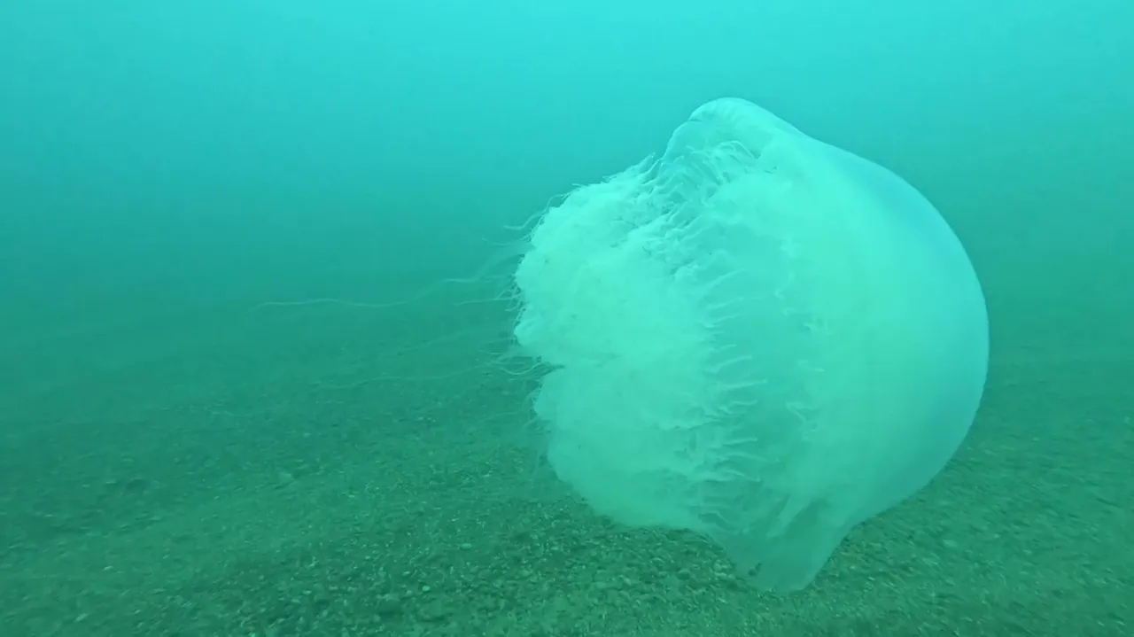 Kızıldeniz’den Antalya’ya sürüklendi! Düdüklü tencere büyüklüğünde