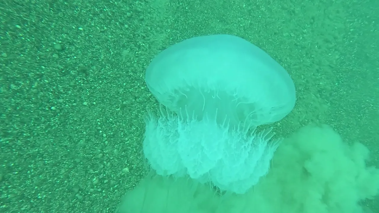 Kızıldeniz’den Antalya’ya sürüklendi! Düdüklü tencere büyüklüğünde