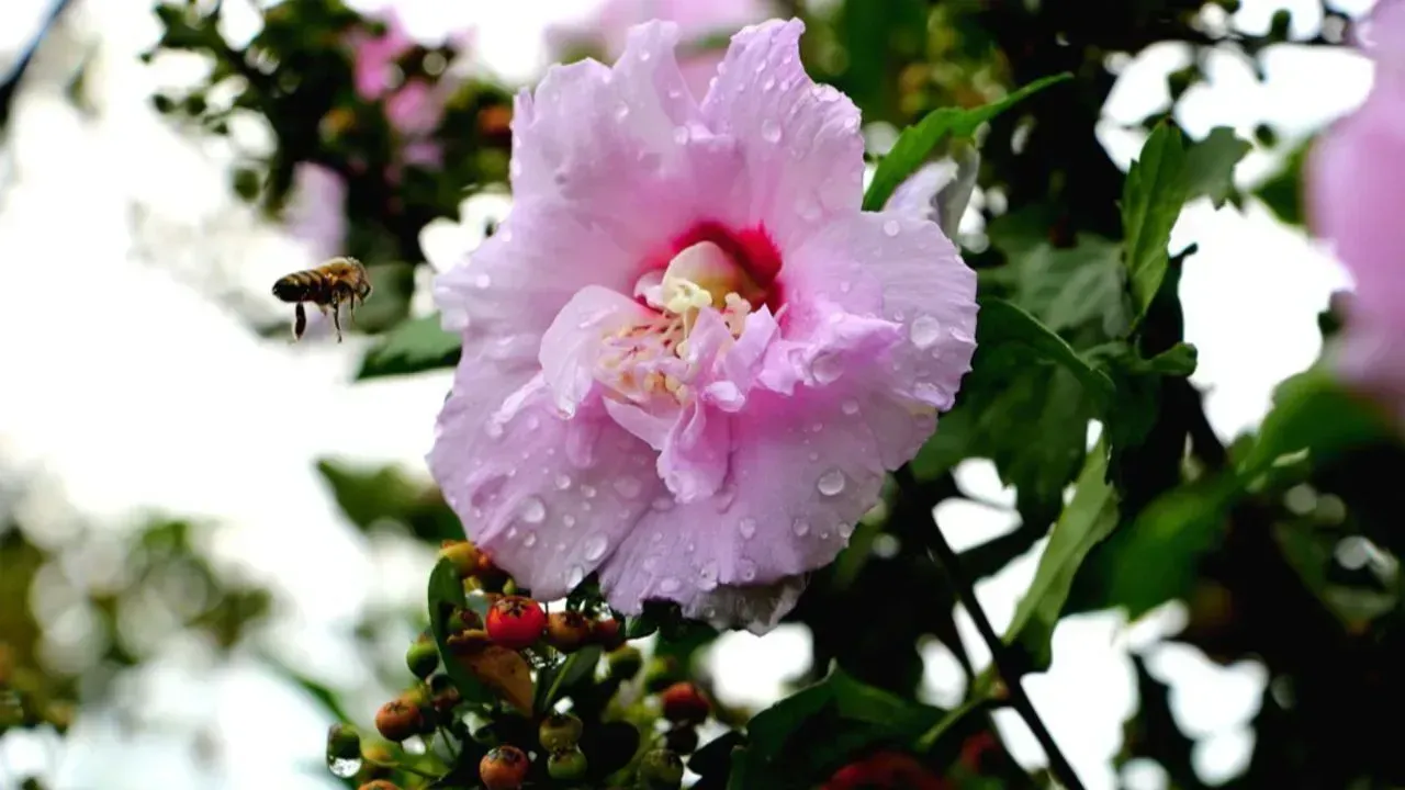 Üçüncü cemre ne zaman düşüyor? Son cemre toprağa düşecek