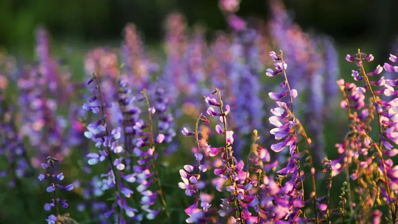 Üçüncü cemre ne zaman düşüyor? Son cemre toprağa düşecek