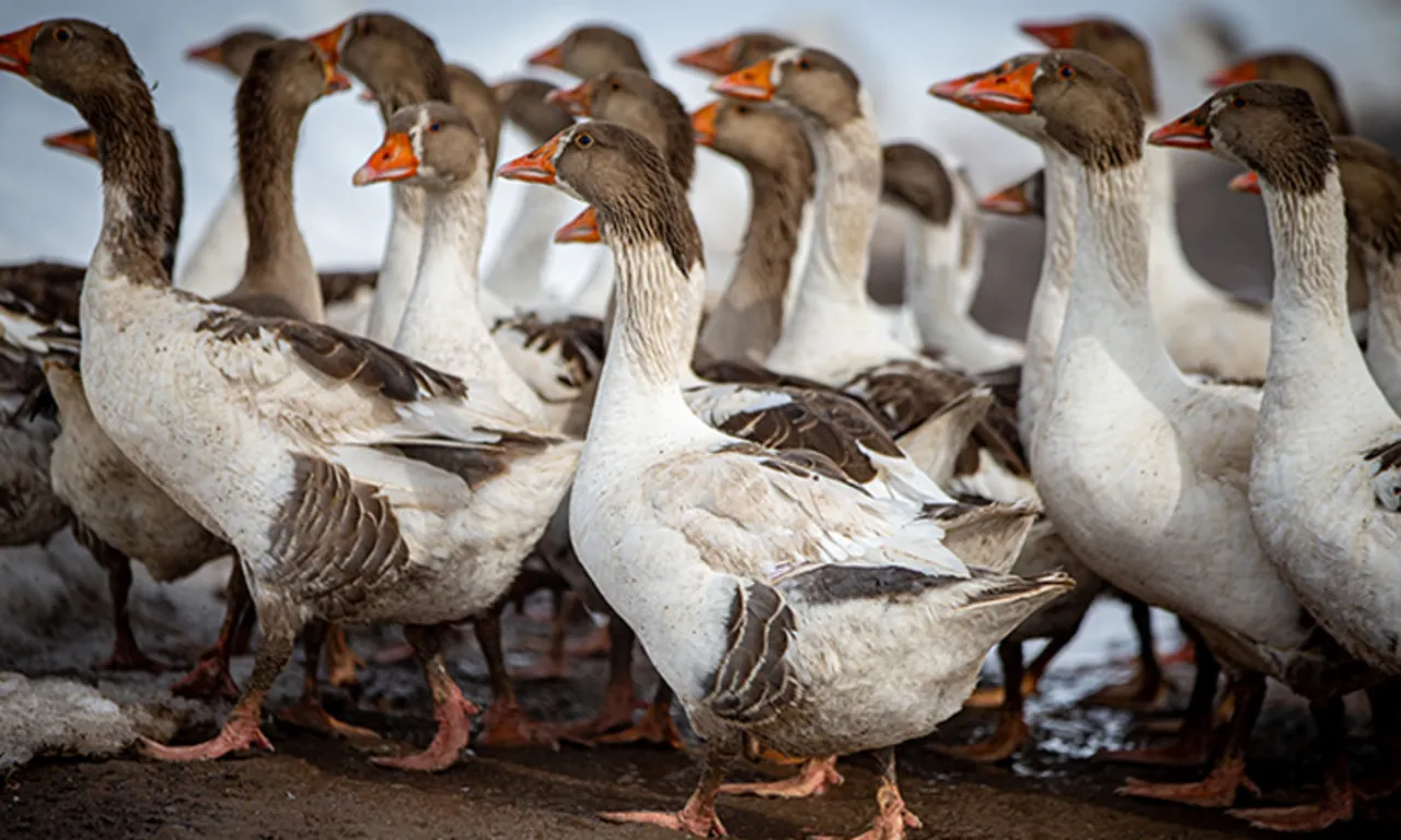 Üst düzey yöneticiliği bıraktı, köyüne döndü… Örnek başarı yakaladı: Keyif aldığımız işi yapıyoruz