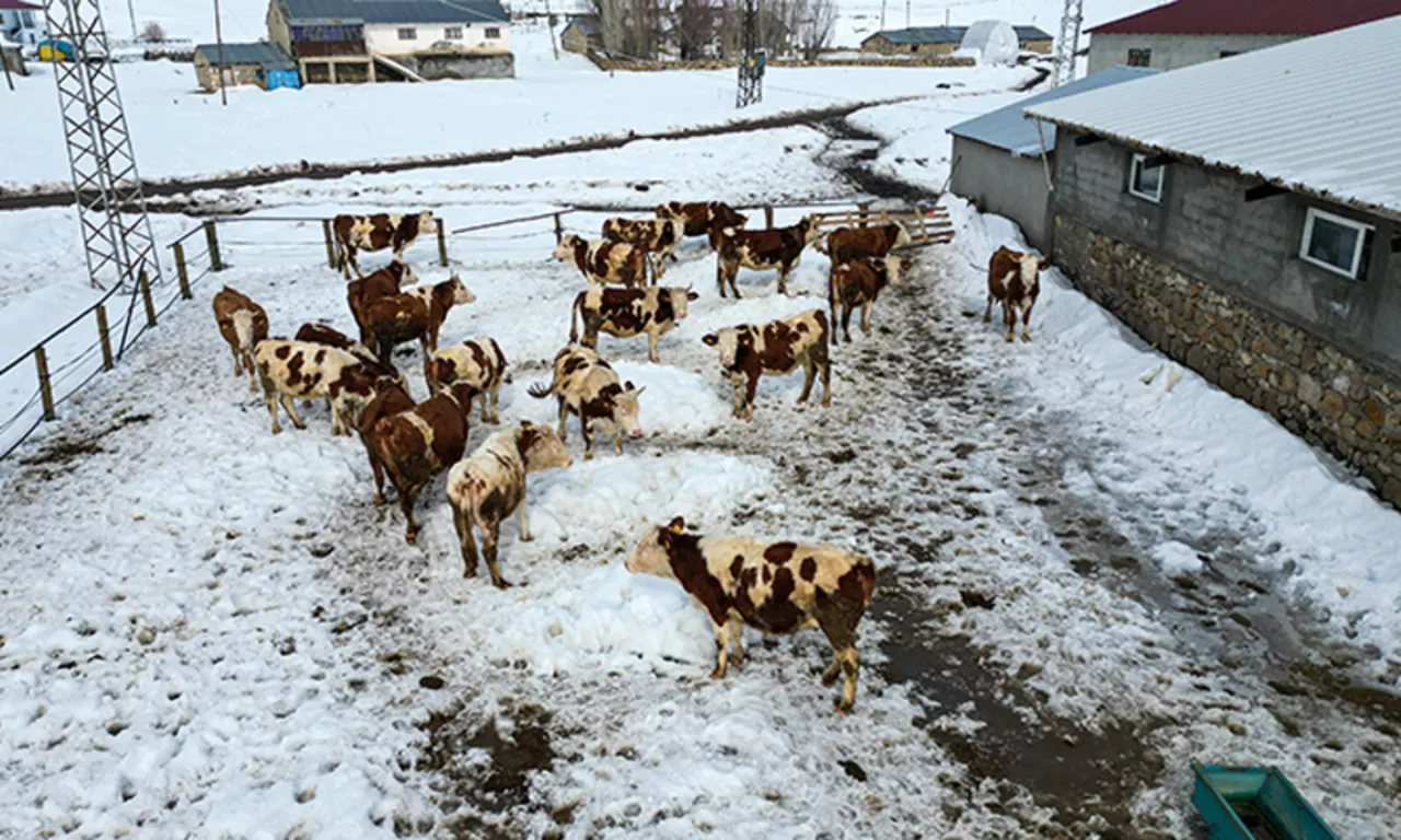 Üst düzey yöneticiliği bıraktı, köyüne döndü… Örnek başarı yakaladı: Keyif aldığımız işi yapıyoruz